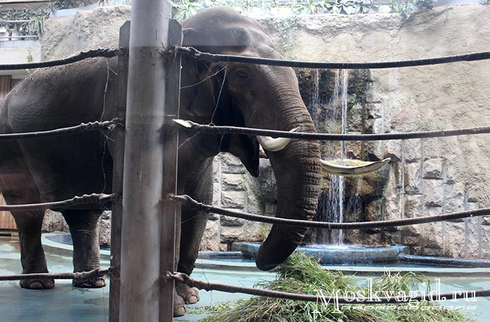 Слон в московском зоопарке