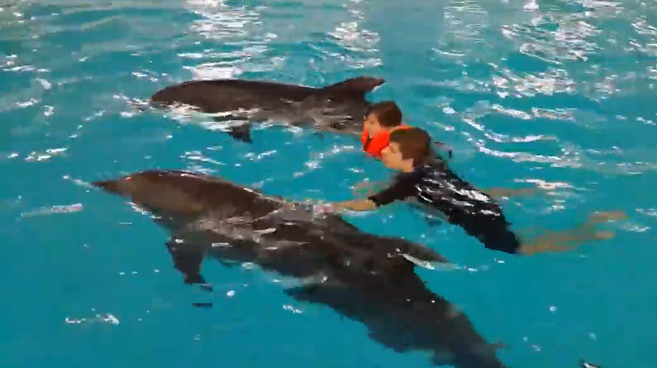 Плавание с дельфинами в Москве