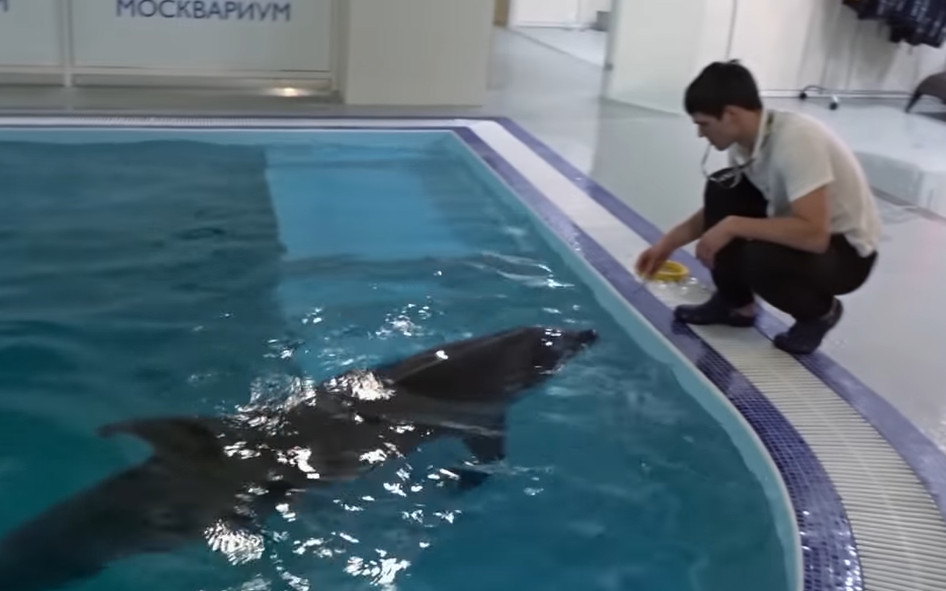Где поплавать с дельфинами в Москве